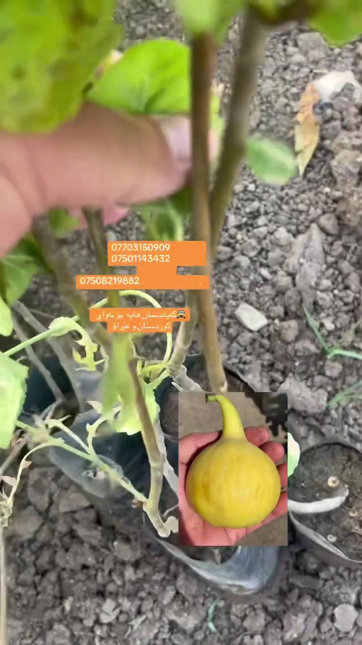 ***********                          *********** 
                         ***********.                            .       
***********

Bbvhh

🚖گەیاندنمان ھەیە  بۆ تەوای کوردستان و عێراق
