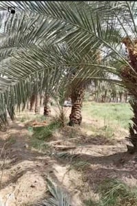 عقارات للبيع مناسبه جدا // ✍️✍️✍️((دونم +حسينيه+شاليه+بيت ((دار طابو )...