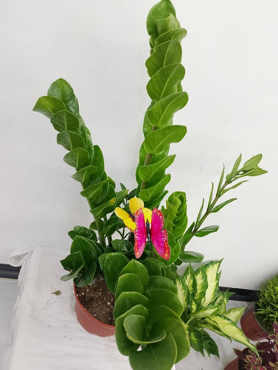 توصيل داخل كركوك الفين بس ليوم


**إذا كنت صاحب هذا الإعلان وتريد حذفه لأي سبب، رجاءا أرسل رسالة إلى الدعم الفني**