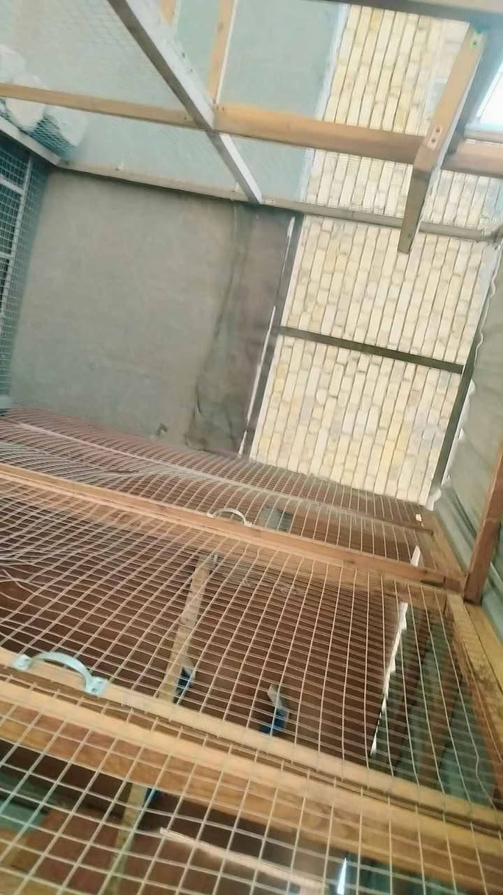 سلام عليكم قفص طيور للبيع 3×3 والارتفاع 2   القفص خشب الثقيل + بي ار سي والارضيه حديد + بي ار سي   ملاحظه شد براغي مو بسامير  والشراي بي خير ويدلل
*********** ناصرية, ذي قار
