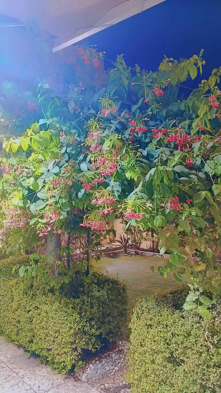 مشتل المجمعات
شارع المجمعات مجمع بيتي 2
    مقابيل مجمع الكرار
 يوجد لدينا انواع النباتات
     والثيل اربع فصول
   والديكورات الحجر
 والتحديد جميع الوانه.  اداره ابو 
    محمد ***********
