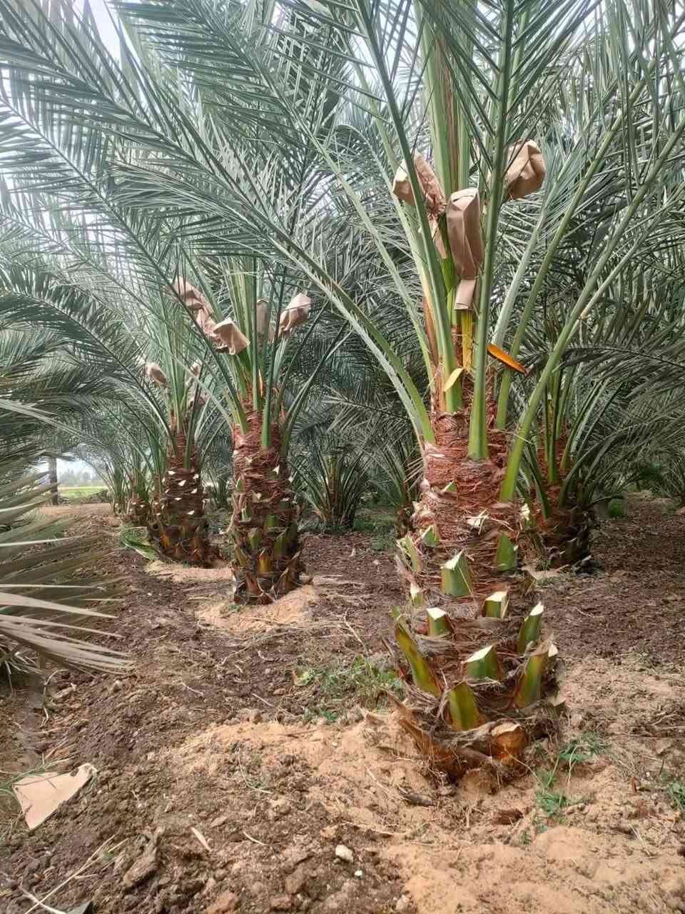 ملاحظة نتعامل نقداً وبلتقسيط حسب الشروط كوادر هندسية متخصصة في الزراعة وألبناء
زراعة النخيل في كل انواعه واحجام مختلفة يوجد  لدينافسائل جميع أصناف النخيل يوجدلدينا امايات نخيل ايضا جميع الأصناف زراعة الحمضيات في كل انواعه ايضا جميع الأحجام توجد بناء دور استراحة بناء منتجعات بناء مسابح وتصميمها بناء بيوت بناء اسيجه حجر بلوك  زراعة و تصميم ممرات والديكورات للحدائق المنزلية والعامة مستعدون لتجهيز كافة المساحات حفر الابار ارتوازي وعادي عمل منظومات تقطير ومرشاة اعاده تصميم الأراضي المتروكة زراعه وترتيب تسميد الأشجار والنخيل والأراضي يوجد لدينا سماد حيواني سماد دجاج  و دفان الأراضي عنواننا كربلاء ونعمل في كافة محافظات العراق  /ملاحظة يوجد لدينا قطع اراضي للبيع اراضي زراعيه للبيع دوانم ونص دوانم للبيع بيوت للبيع يوجد شالهات للبيع ترميم البيوت القديمه والحديثه ترتيب البساتين المتروكه والأراضي الزراعيه 
للتواصل عبر الارقام التالية
*********** /*********** /***********
