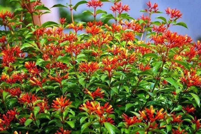 السلام عليكم متابعينا 🤍.
نعلن عن توفر مجموعه جديده من شتلات نبات الهيمالايا🌳🌹🌹

ارتفاع متر   تقريباً ✨
السعر ١٢ الف 🔥

علما بأن الكميه محدوده❤️.
🍂الوصف النباتي بالاسفل🍂.

شتلة هيميليا (Hamelia patens) الصحية لإضفاء لمسة من الجمال والألوان الزاهية إلى حديقتك! 🌺✨** تُعرف الهيميليا أيضًا باسم "نبات نار الصبار" أو "أراجيح النار"، وتتميز بأزهارها البرتقالية أو الحمراء. إليك بعض المعلومات حول كيفية زراعتها ورعايتها:
كيفية زراعة هيميليا: 

الري: تحتاج الهيميليا إلى ري معتدل. يُفضل أن تُروى النبتة عندما تجف التربة السطحية. تأكد من تجنب الإفراط في الري، حيث يمكن أن يؤدي ذلك إلى تعفن الجذور. 

الإضاءة : تُفضل الهيميليا الشمس الساطعة، لذا يُنصح بزراعتها في أماكن تتلقى 6-8 ساعات من ضوء الشمس المباشر يوميًا للحصول على أفضل نمو وإنتاج للأزهار. 

درجة الحرارة : تنمو الهيميليا بشكل جيد في درجات حرارة تتراوح بين 20-30 درجة مئوية. تُعتبر نباتات مقاومة للأجواء الحارة، ولكن يجب توخي الحذر من الصقيع. 

التربه : تحتاج الهيميليا إلى تربة جيدة التصريف وغنية بالمواد العضوية. يُفضل استخدام مزيج من التربة الطينية والرملية لتحقيق قيمة أفضل لتصريف المياه. 

التسميد: يُفضل استخدام سماد متوازن أو سماد عضوي كل 4-6 أسابيع خلال موسم النمو (الربيع والصيف) لتعزيز النمو وزيادة عدد الأزهار. 

📍العناية العامة: تأكد من تقليم النبات بانتظام لتعزيز النمو الكثيف وترتيب الأزهار. راقب النباتات بانتظام للكشف عن أي آفات أو علامات مرض. 

📍الفوائد: تُعتبر الهيميليا جاذبة للفراشات والنحل، مما يعزز التنوع البيولوجي في الحديقة. كما تُعتبر خيارًا رائعًا لتنسيق الحدائق بسبب جمال أزهارها.

🎗️ متوفر توصيل لجميع محافظات العراق 🚗🚗 
🎗️ للحجز والاستفسار يرجى مراسله الصفحه او مراسلتنا على واتساب من خلال الرقم:
***********
