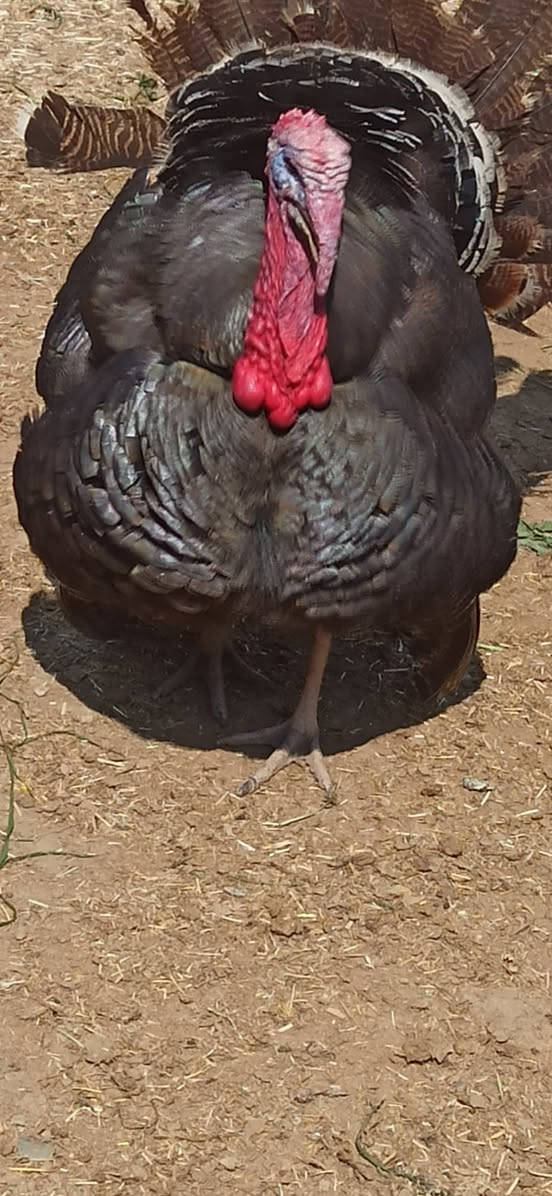 السلام عليكم 
للبيع ديوكه شياشي حايلات  
الشراي يجي خاص


**إذا كنت صاحب هذا الإعلان وتريد حذفه لأي سبب، رجاءا أرسل رسالة إلى الدعم الفني**