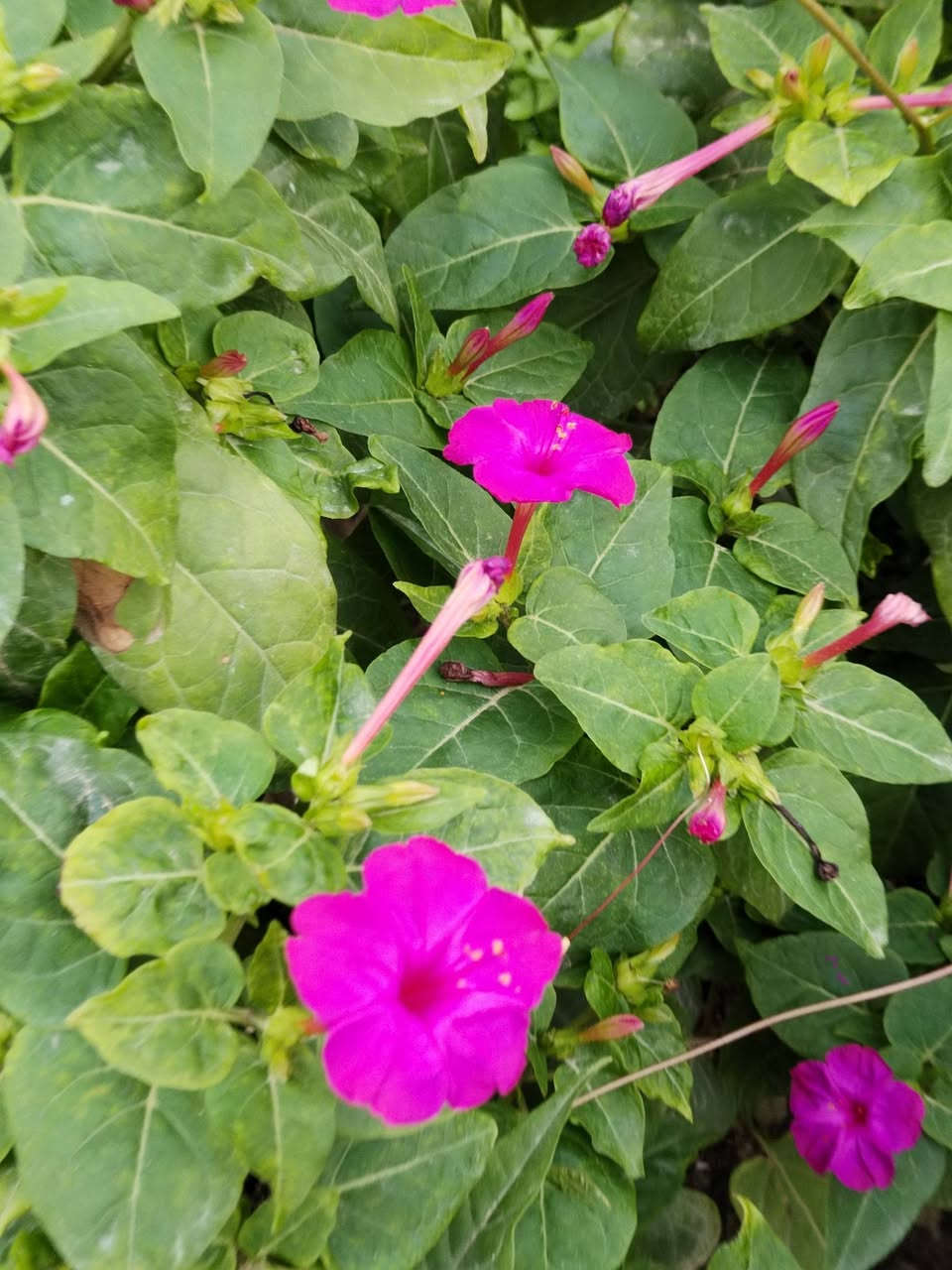 متاح لدينا بذورها بذور نبات ورد المساء الوان عطري دائمي سريع النمو
لطلب والحجز واتساب *********** السماوه أو مراسلة الصفحه يوجد خدمة توصيل طلبات داخل السماوه ولكافة المحافظات لباب البيت أنواع البذور الاستوائية النادره
