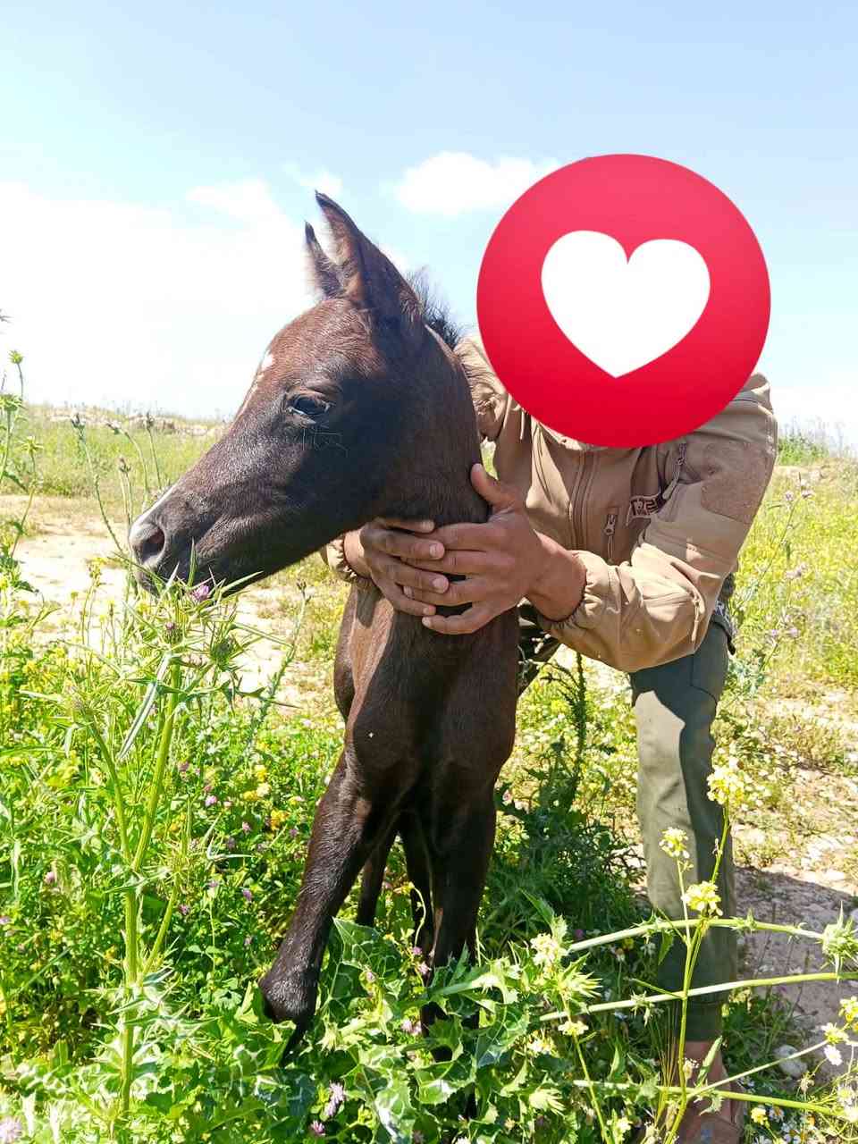 السلام عليكم فلو اصيل العمر ثلاث اشهر السعر مناسب 400الف الصور لوه اول يوم نولد المقطع جديد امه شكره ***********
