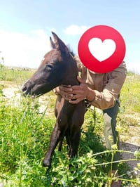 فلو اصيل • مهر للبيع • حصان صغير • حيوانات اليفة • فلو عمر 3 اشهر • شك...