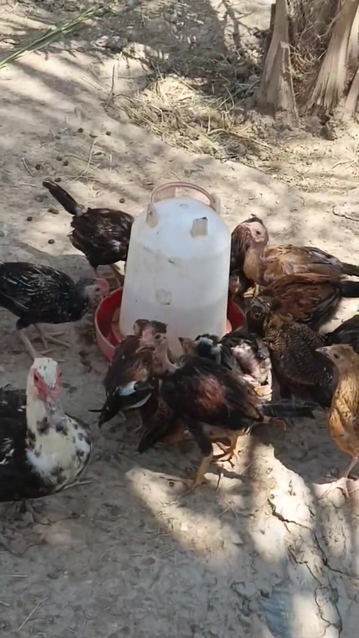 للبيع المكان شهربان ***********
