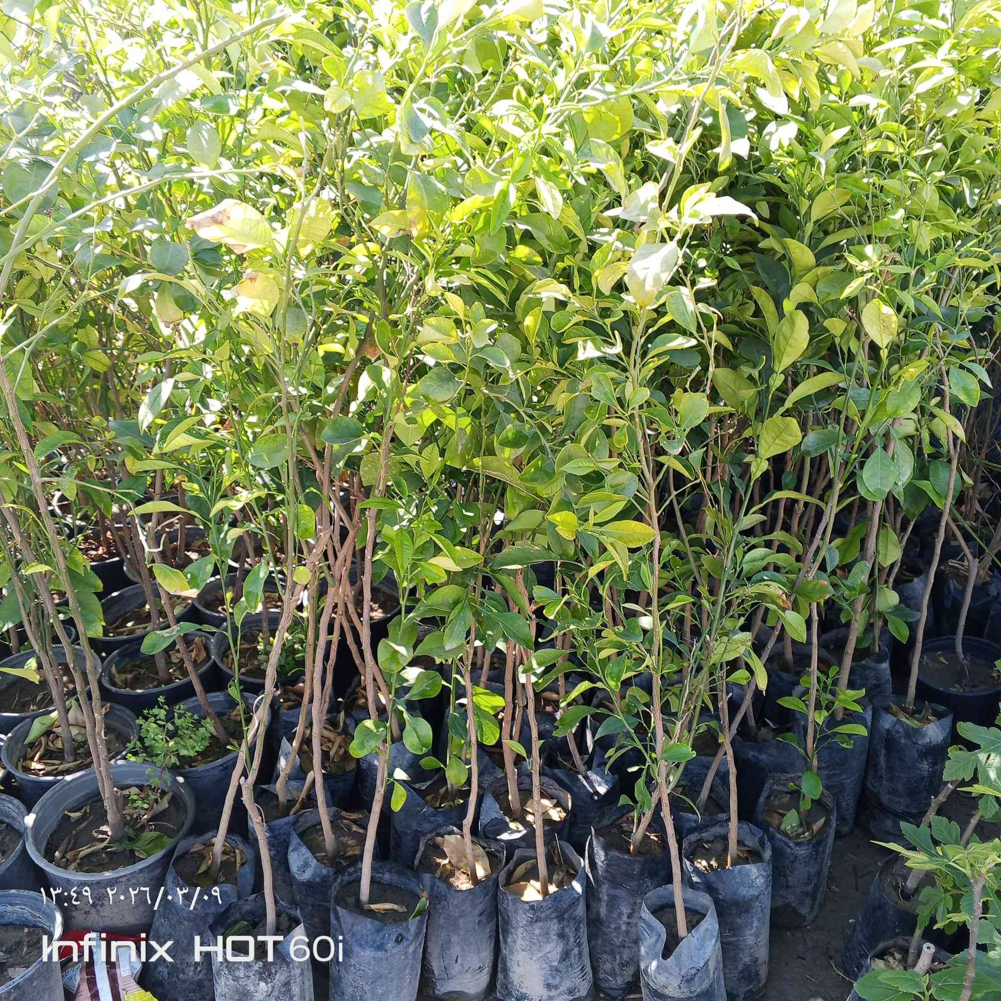 كل ماهو جديد ومتميز العنوان الشارع العام مجاور جملوانت مجمع كوري استفسار ***********/***********
