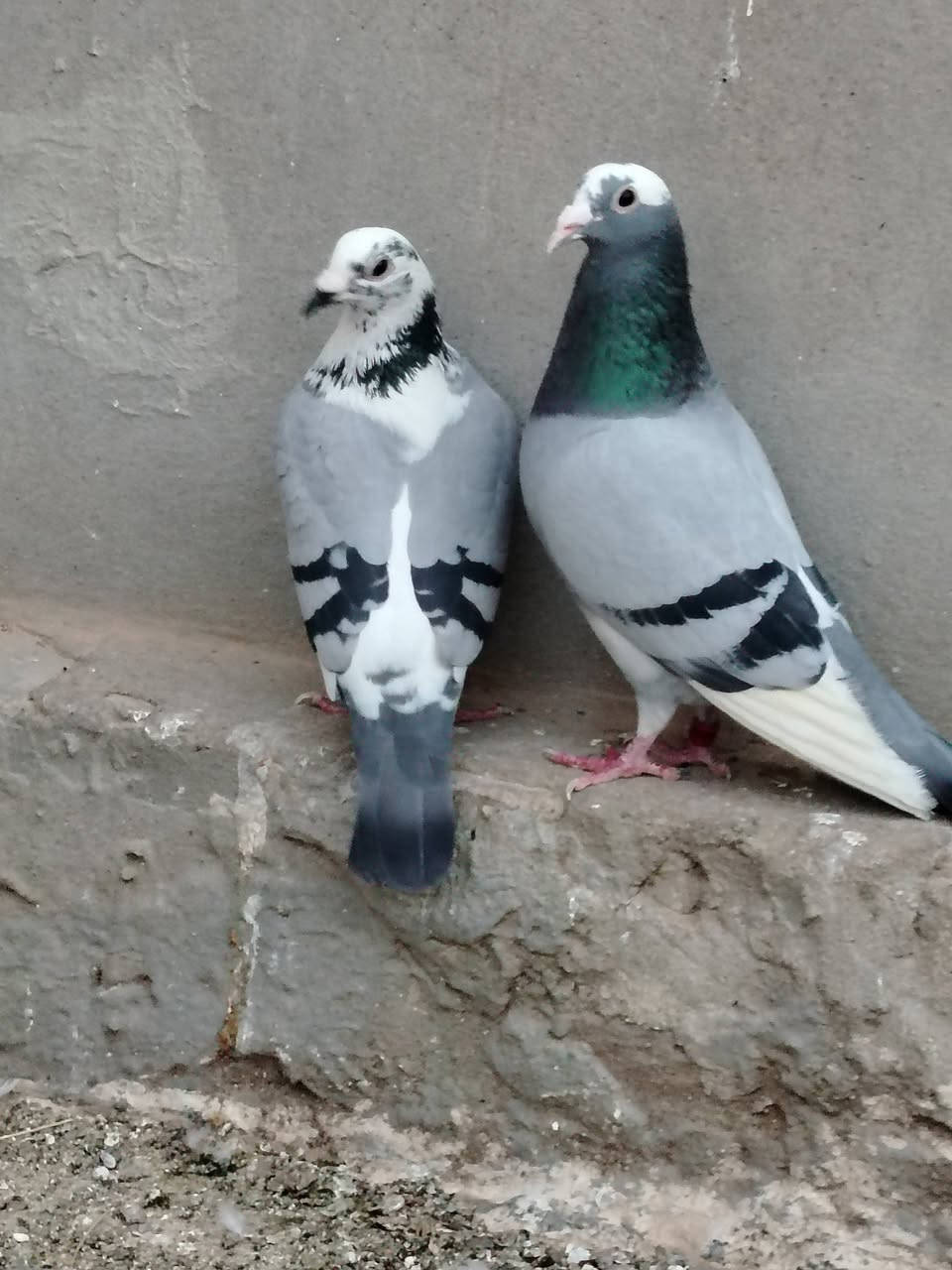 السلام عليكم متاح زوج طيره وفحل طيور خط اول جواهن بيض هسه سعرهن ب ٤٠ الف مكان بغداد مدينه الصدر ماكو توصيل ***********
