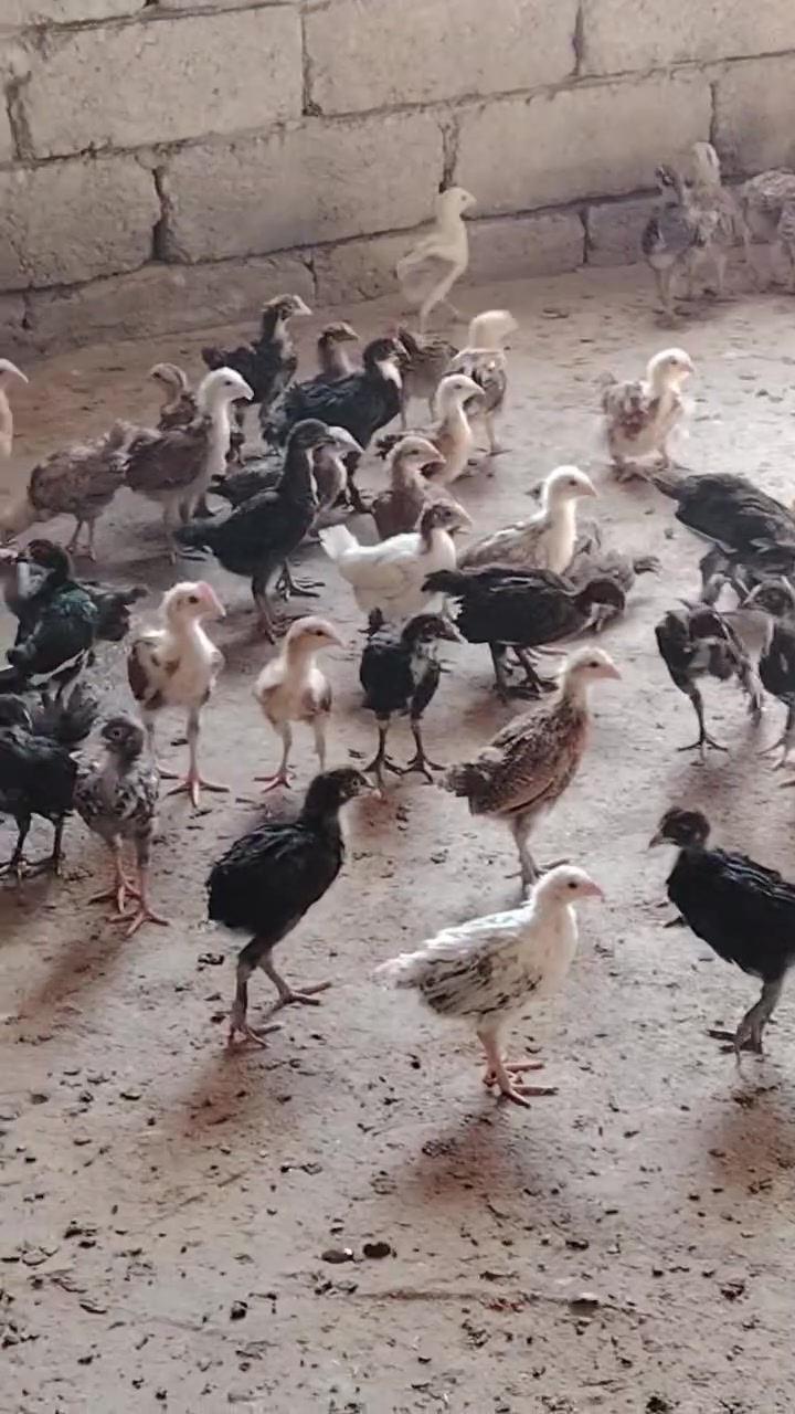 السلام عليكم يوجد صواصي عرب للبيع سعر الجوز 8الف
***********
