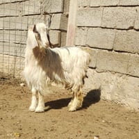 اخون جدي  شكره حلو و خشن مال جنيه او ذبح كلشي ترهم ذبيحه درجه اولى  سع...