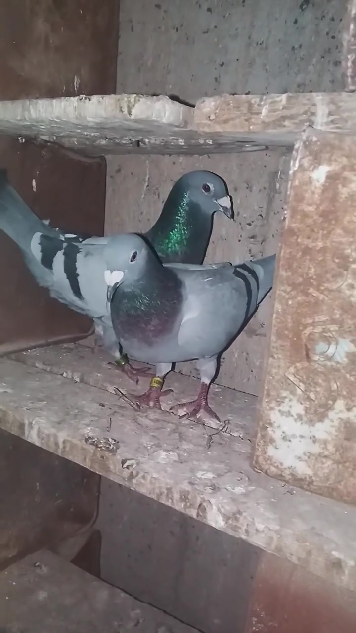 زواجل طيره وفحل  عدد 8سعر زوج 8


**إذا كنت صاحب هذا الإعلان وتريد حذفه لأي سبب، رجاءا أرسل رسالة إلى الدعم الفني**