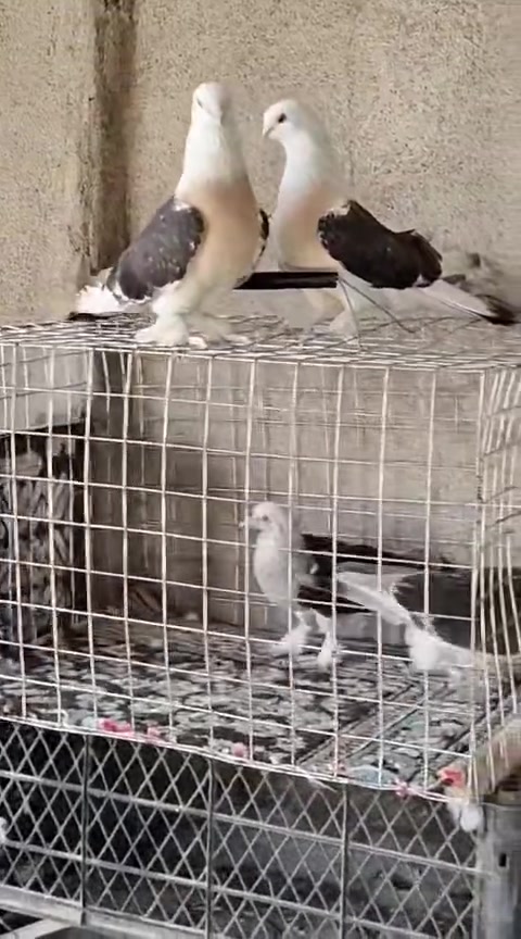 متاح لطخات هنا وفراخهن 
متواجد عالخاص


**إذا كنت صاحب هذا الإعلان وتريد حذفه لأي سبب، رجاءا أرسل رسالة إلى الدعم الفني**
