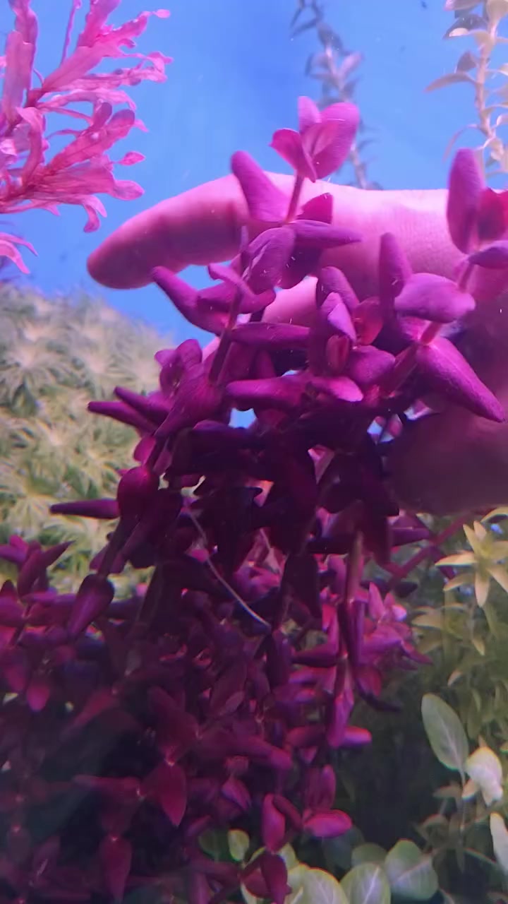 مجموعة نباتات هايتك 6 أعواد ب5 ألف مكاني بغداد الجديدة ***********
