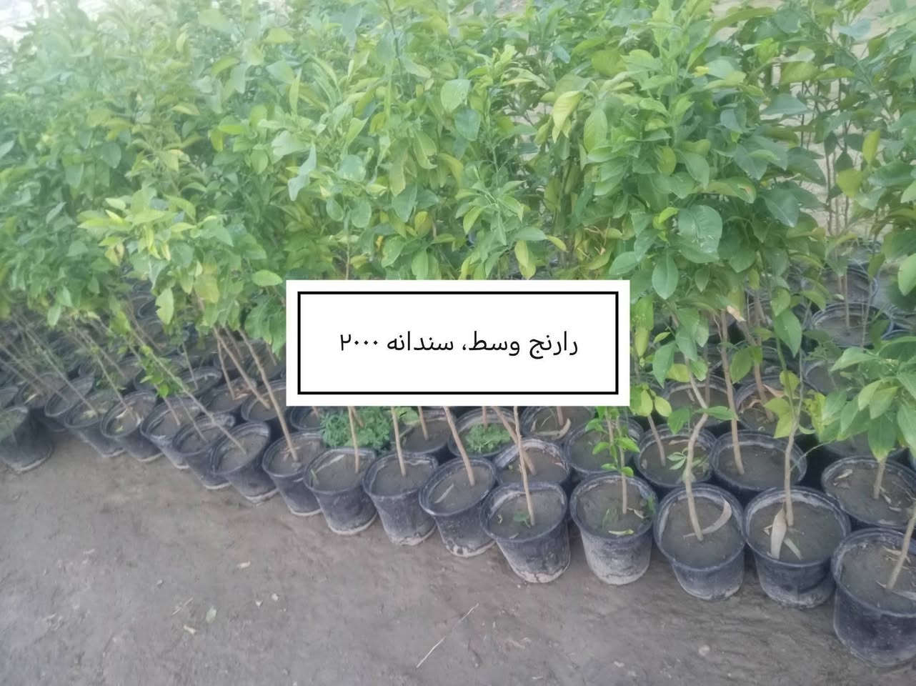 السلام عليكم ورحمة الله وبركاته

إخواني الكرام 🌱
منشور جديد يتضمن تخفيض الأسعار ، شرط كما في الصورة.. 

للاستفسار أو لمعرفة الموقع بشكل أدق، راسلونا على الواتساب:

📞 ***********
📞 ***********

نوفّر لكم أفضل الأصناف من حيث الجودة والنوعية.

📍 العنوان:
بغداد – اليوسفية – الرضوانية الشرقية
طريق معمل زينب – ثالث مشتل الجبير
مكتوب على الباب مشتل الرضوانية
مجاور الملعب ومحطة الخليج لغسل السيارات.

🔹 البيع جملة
🔹 من يرغب بالشراء مفرد يمكنه الحضور إلى المشتل والاختيار بنفسه.
🔹 لا يوجد توصيل للمفرد.
🔹 توصيل الجملة فقط بسيارات حمل بالأجرة ويتم الاتفاق مباشرة مع سائق النقل.

🚚 رقم سائق النقل:
***********

📞 أرقام المشتل:
*********** (واتساب)
***********

---

🌳 الأسعار والأنواع

1. رارنج وسط سندانه 2000
2. كالبتوز خشن سندانه مترين جبر 2000
3. كاربس خشن. متر. ونص 1000
4. ددونيا جمله 600
5..
6.. برتقال ياباني  8000
7. 
8. تكي سوري أبيض مترين ونصف – 4000
9. كريب فروت 4000
10. 
11. رازقي 2000
12. 
13. زيتون متر 1500
14. شبوي – 2000
15 سرر إيطالي – 4000
16. البيزيا متر ونصف كيس – 2000
17البيزيا متر و70 سندانة – 4000
18أكاسيا مصرية 
19. انتكوما متر – 2500
20. 
21. 
22. برتقال متر و70 فما فوق – 5000
23. برتقال كيس متر فما فوق – 2000
24 برتقال حمال عمر خمس سنوات – 9000
25 جهنمي متسلق خشن – 4000
26. 
27. 
28.رارنج مطعم متر وربع فما فوق 3000
29 لالنكي أكينو متر ونصف –3500
30 نومي حامض عراقي متر وسبعين  فما فوق – 3500
31. كاريزيا خشنة – 2000
32. بتموس – 5000
33. ثيل هندي متر مربع – 2000
34. دفلة خشن –1000
35. متسلق نسرين متر 3500
🌿 بالإضافة إلى الحمضيات وأشجار الزينة وأنواع أخرى كثيرة.

📍 موقع المشتل على الخريطة:
https://maps.app.goo.gl/EfkBiYR7ezQDtA6v5

حياكم الله وتشرفونا بزيارتكم 🌿

