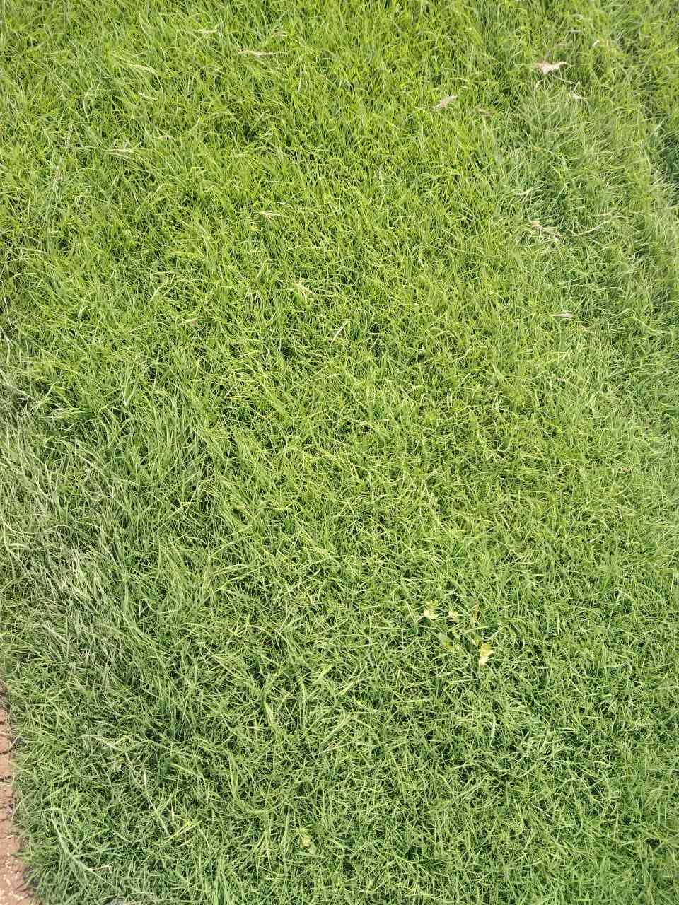 مزارع  الشمال للثيل الطبيعي 🍀
متوفر كافة انواع الثيل 🍀
( امريكي - الهندي - الايطالي - الفرنسي )
لتجهيز... مشاتل🌴
والدوائر حكوميه🏦
منازل🏡 
منتزهات🏄
موجود خدمة توصيل 🚕
لكل محافظات العراق 🚕
للطلب يرجى التواصل مع الصفحة او مراسلة واتساب او الاتصال على :
***********
