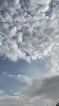 البيه او مروس بقل سعر ٤٢ 07702979658