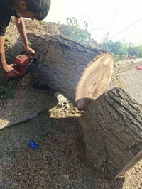 تقطيع الاشجار مجاني 07817517358