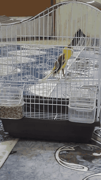 يا الله متاااااح فحل كناري  رازا فول الفول 55 وي القفص الشراي يتصل ***********
