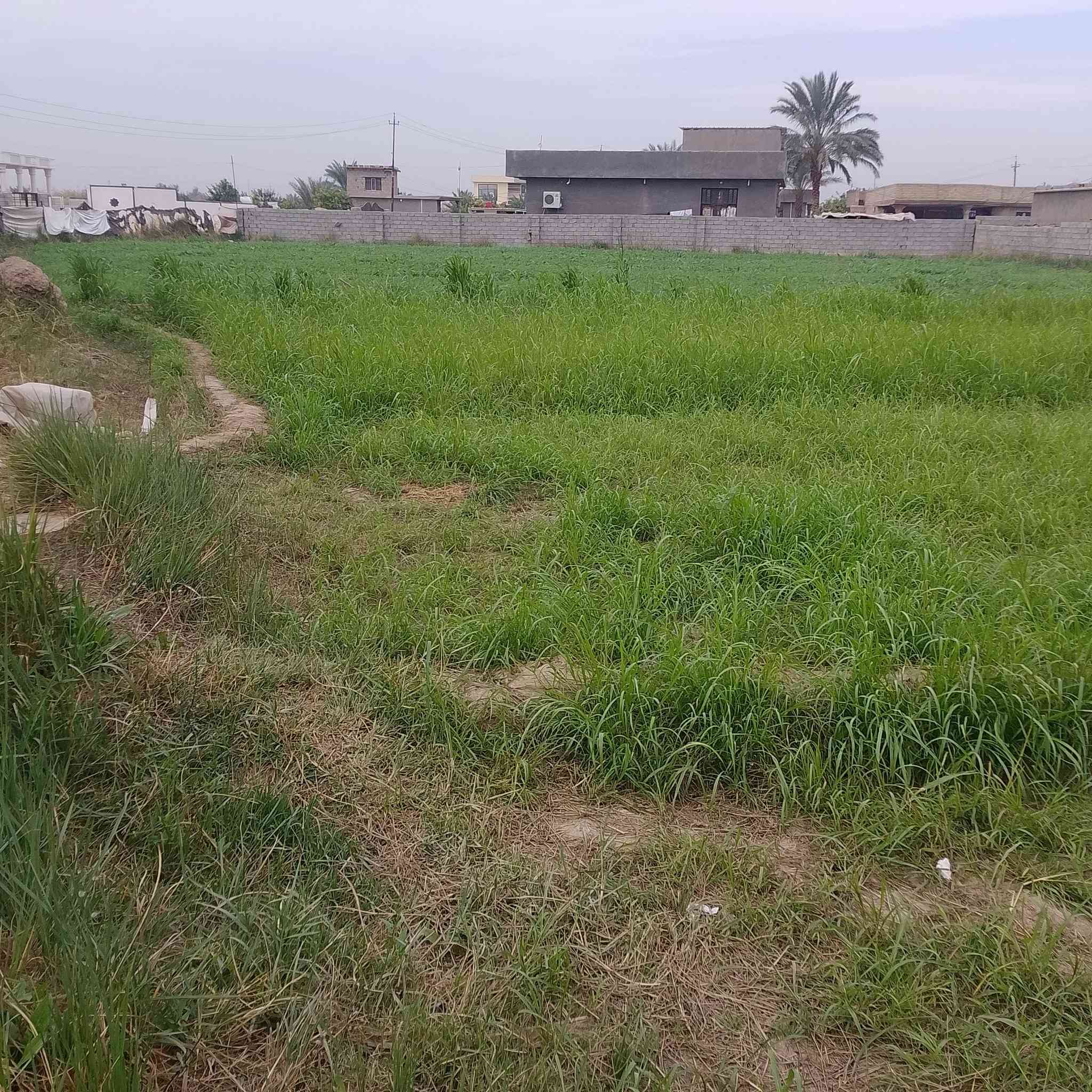 بسم الله الرحمن الرحيم  كاع للبيع
كاع  دونم ونص  زراعي  على شارعين يعني الكاع اله وجهيتين +مي +كهرباء  قرب جامعالتقوىالسعر 175مليون وبيه مجال  الشراي يتصل على  هاذ رقم ***********
