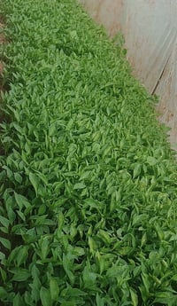 يوجد شتل فليفله  حاره + بورصه  للتواصل 07717254941