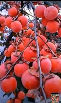 شتلة كاكي مطعمة • ديالى الخالص • ارتفاع ١م