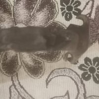 صالون • تنظيف • نجف