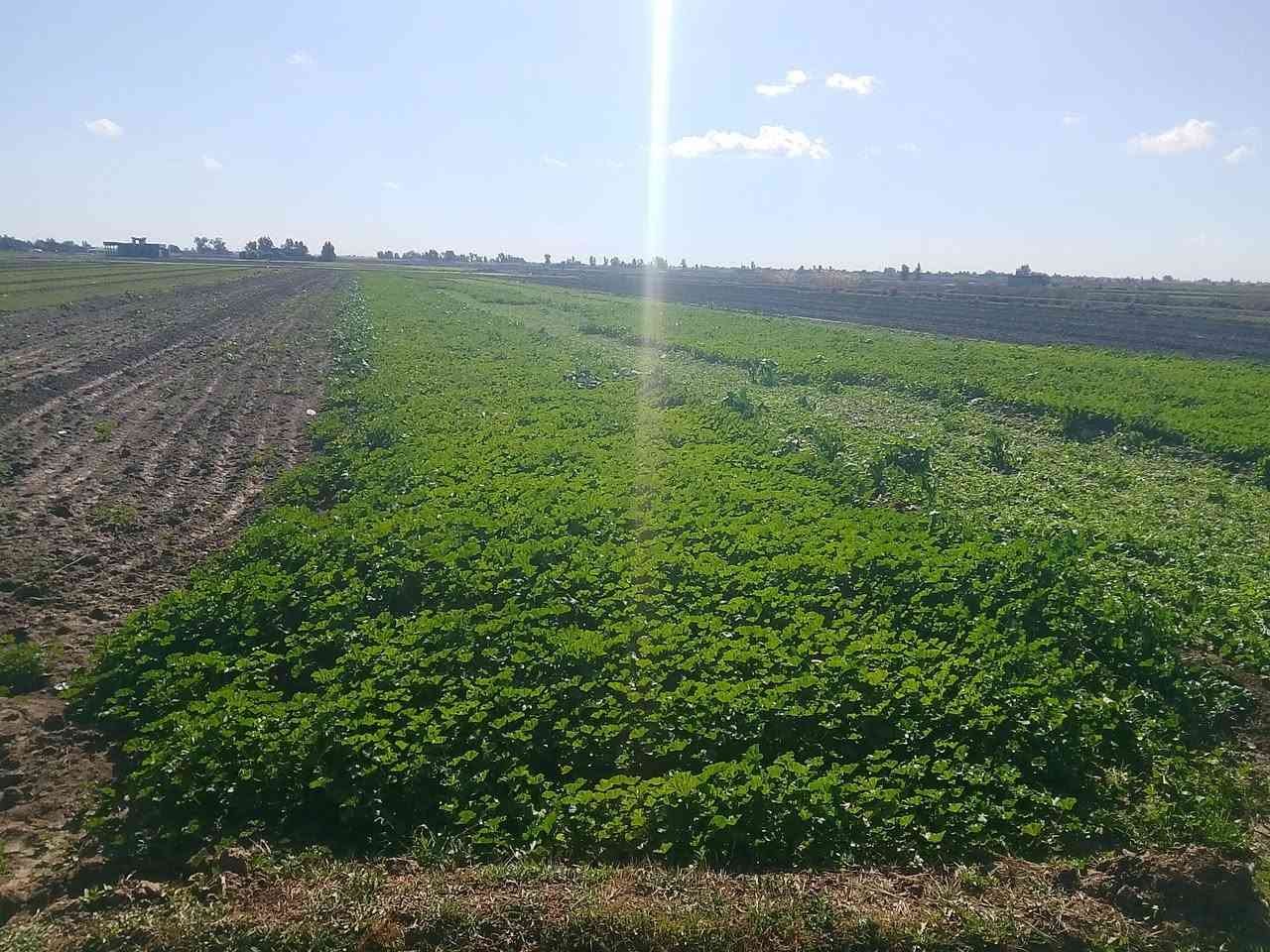 السلام عليكم ارض زراعيه للبيع 5 دونم طابو سند 25 تحويل الرضوانيه الشرقيه تبعد عن السريع 10 دقائق قرب جامع عثمان سعر الدونم 50  ***********
