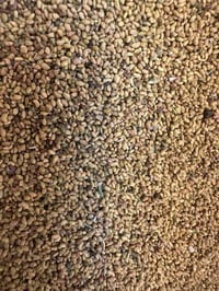 بصل بأنواعه • بذور ذرة • قضاء العلم صلاح الدين