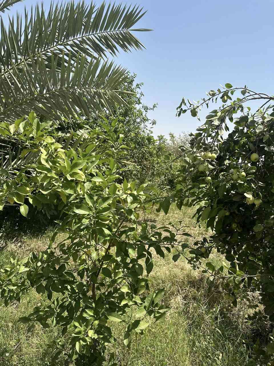 👋السلام عليكم 
مكتب البراق الحديث📍 
عرض جديد🆕 
مزرعه للبيع 👨‍🌾👨‍🌾 
المساحه 5دونم✏️ 
الموقع جدول بابل🏘️🏘️ 
السند زراعي صرف ✏️
الاستفسار 
***********
