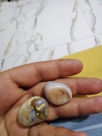 زوج بقري • مواشي