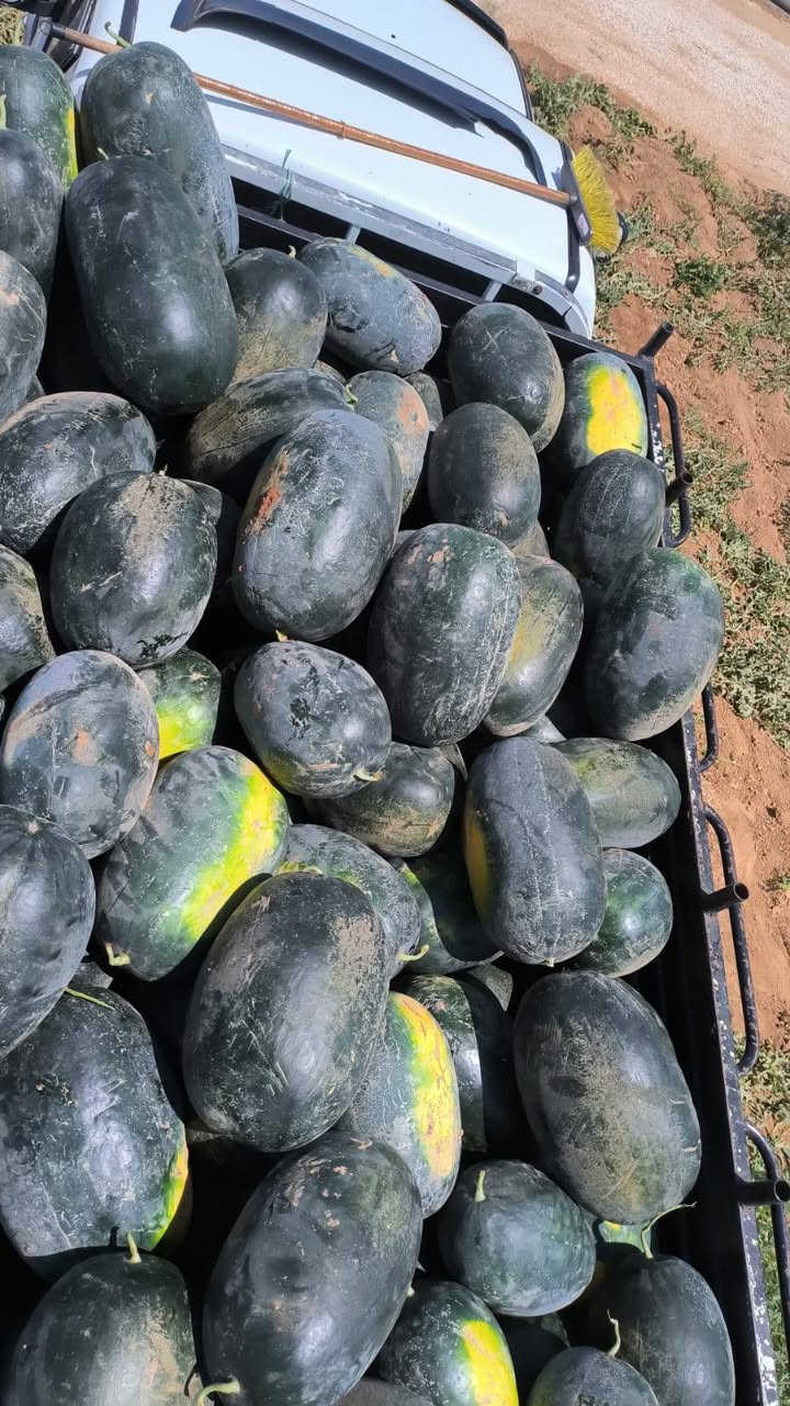 بسم الله وعلى بركة الله نبدأ
افتتاح بطيخ ناصر نخب اول🍉 

العدد من 40 لغاية 60🍉

الوزن من8الى18كيلو

مكسر وطعم كفاله 

للاستفسار :0779217050👑علي البري 

0779778071يوسف البري

0790614991احمد البري


**إذا كنت صاحب هذا الإعلان وتريد حذفه لأي سبب، رجاءا أرسل رسالة إلى الدعم الفني**