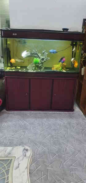 السلام عليكم ورحمة الله وبركاته
عندي هذا الحوظ  اريد ابيعه مع السمج مالته 
سعره ٣٥٠ وبي مجال التواصل على الرقم 
***********
