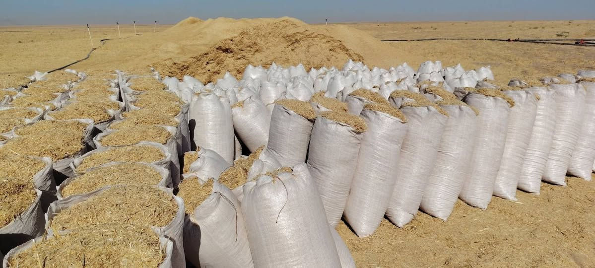 السلام عليكم يوجد تبن ابيض درجه اوله بيه طكت حنطه حجم الكيس 55//السعر2250//وموجود حجم الكيس 60//السعر2750///الارقام//// ***********///***********
