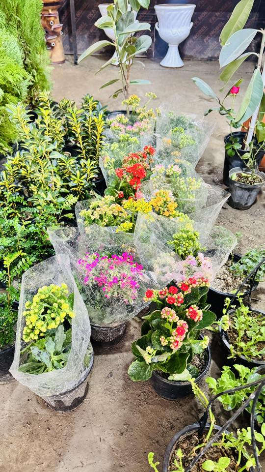 ياللـه ♥️🌵🙏🏻…
رمضان كريـم 🌙🥹🌹

على برگـه الله …
مسـواك ليوم يختلفً باشياء كلش راح تعجبكم 😍🌷😉👇🏻
كل انًواع شتـلات ولسنـادين تلكـوه يمنه 😻🌚💗
-عصى موسى جميع انوعها 🌵😉👇🏻
_دوارق عصى موسى وكلاصات جميع انواعها 😍♥️
_تراب البيتموزً العراقي والهولندي 😍♥️
_ورد جوري جميع الوانه 🌺🌷🏵💐🥀🌹
_جميع انواع الورد الضليهً والشمسية وكل لالوان 👇🏻🥀😻
_سنادين بلاستك بانسـب لاسعار 
_سنادين فخار رالسيراميك جميع انوعها 😁🌚
_جميع الوان السچـاد العراقي ولتركي 
_جميع انواع الحمضـيات البرتقال لالنكي،ررنچ …
_جميع الوان النافورات وشكالهاً 💦⛲️
_جميع انواع شتلات الفاكه تفاح مشمش عنب تكيً زيتون نومي بصره كوچه عرموط 
_جميع انواع التسلقً ١_لبلاب جهنمي جوري ياسمينً وغيرها.
_جميع انواع الستاناتً الخارجيهً الحديد درجهً اولى 😉💗

لاستفسار والعنوان 🚗🥀🌵👇🏻…
نهايه شارع بلديه المحيط مشتل حيدر شنو ….!
لارقام/***********
