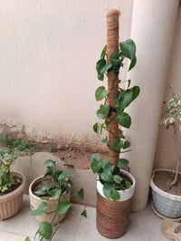 طقم كنب • مطرز • كالار السليمانية