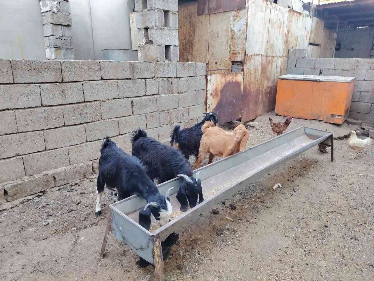 جدايه للبيع عدد 4 فحله
شرط الصحه والنظافه
سعر الزوج 400 وبيهن مجال قليل للشراي
***********

