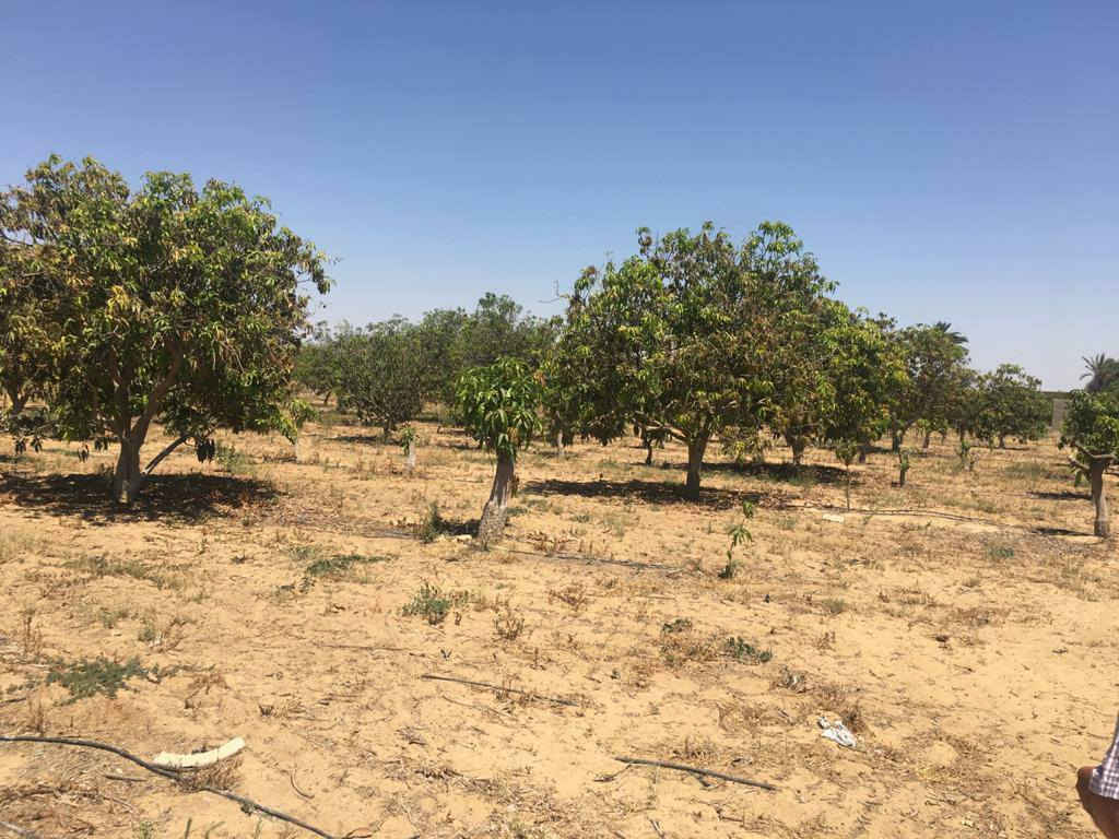 #للبيع_مزرعة_نموذجية_بطريق_القاهرة_الاسكندرية
الموقع جانبى طريق القاهرة الإسكندرية الصحراوي 
#إجمالي المساحة ٣٥.٥٠ فدان
 مزروعه مانجو ويوسفي وزيتون
مساحات الزراعات كالتالي
١٤ فدان مانجو انواع مختلفه
١٠ فدان زيتون انواع مختلفه
٧ فدان يوسفي
#عشر أحصنة سلالات عربى اصيل ومعهم شهادة ميلاد الخاصة بهم
باقى المساحات زراعات أكل للاحصنة
المنشآت 
#اسطبل خيل مساحته ٥٠٠ متر مربع
#اسطبل خيل مساحته ١٠٠٠ متر مربع
#عنبر تربيه مواشي مساحته ٣٥٠ متر
#عنبر تربيه مواشي مساحته ٢٠٠ متر
٣ مخازن مساحه المخزن ٦٠ متر
٣ سكن عمال مساحه المنزل ١٥٠ متر
#مقام عليها فيلا ٣ ادوار علي مساحه ٣٠٠ متر 
بها محطه تحليه مياه
بها اتنين بئر مياه
بها مولد كهرباء 
بها مخزنين للعلف والتبن
بها سكن للعمال
عقد ازرق مسجل من ٣١ سنه
#للاستعلام
01201021501


**إذا كنت صاحب هذا الإعلان وتريد حذفه لأي سبب، رجاءا أرسل رسالة إلى الدعم الفني**