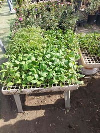 ٨ شتلات • فلفل حار • مشتل ابو ضرغام