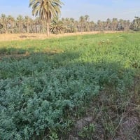 كربلاء • ٣ دونم • طابو زراعي