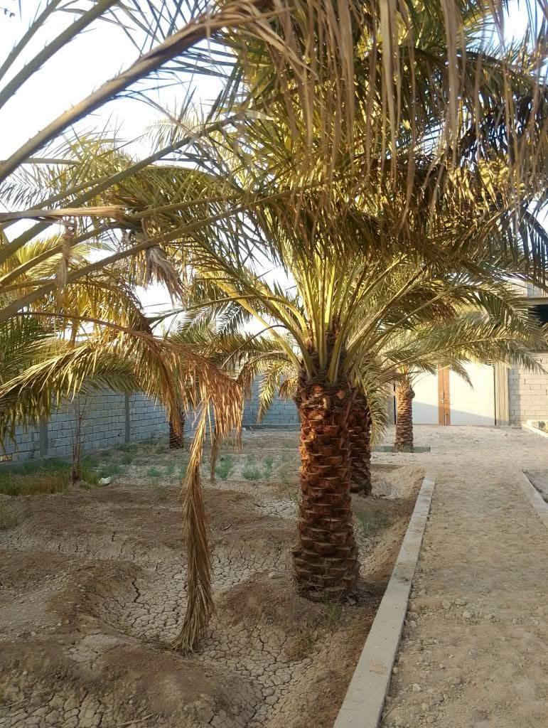 🏡 مكتب الجوهرة العقاري – أبو الخصيب 🌴
للبيع: قطعة أرض / بستان نخيل
📐 المساحة: (1075 متر )
🚧 الموقع: أبو الخصيب محيله ، شارع واسع، قريب من الخدمات الأساسية
🧱 سياج: مسيجه بالكامل
 الطابو : سهم بلطابو#
🌴 المميزات: نخيل مزروع ومنظم، أرض مستوية وصالحة للاستثمار أو السكن
💰 السعر: (260 مليون قابل للتفاوض”)
📞 للتواصل: *********** 📱
مكتب الجوهرة… ثقة وخبرة في أبو الخصيب 🌟

#عقارات
#اكسبلور
#العراق
