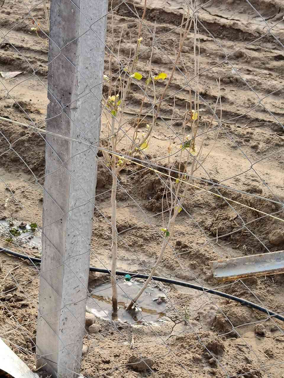 💯💯
دوانم زراعيه للبيع.

طريق السنية السياحي بنزلة البو حي الله 
تبليط فرعي يبعد 200 متر
   متوفر    ماء. +كهرباء 
نضام تقطير وسقي
موقعهن مرتب يفيد مزرعه ويفيدن للسكن
💯👇
          ( دوانم ثنين 
            + 1800 متر
             +1000 متر ) السعرر خاص 
خدمات كاملة. 
سند 25 مداور مباشر ب اسم المشتري
للاستفسار الاتصال عل الرقم *********** 
او مراسلة الصفحة 💬
