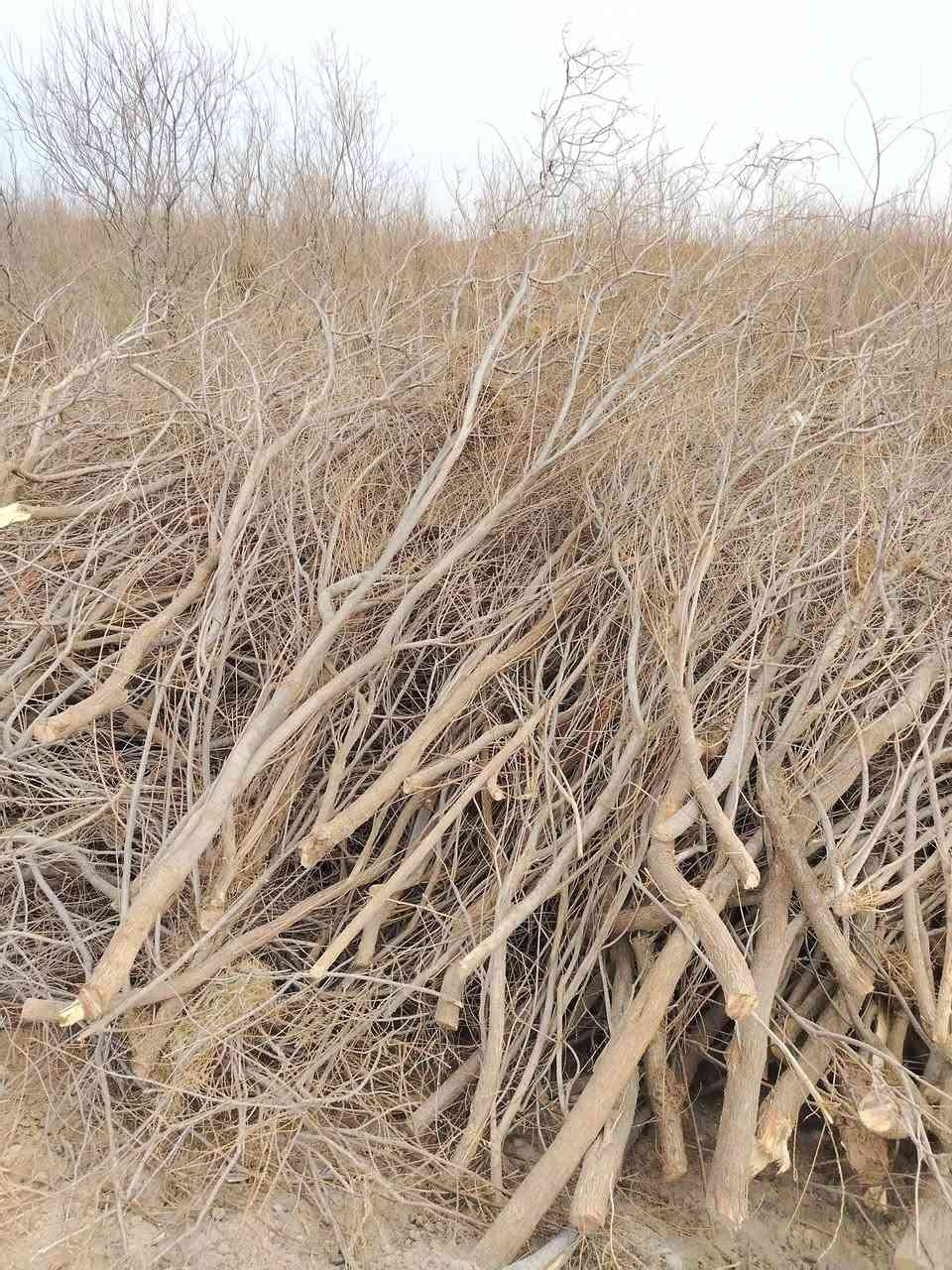 سلام عليكم حطب🪵🪵 طرفه خشانه خير م̷ـــِْن •اللّـہ̣̥  للبيع @***********
