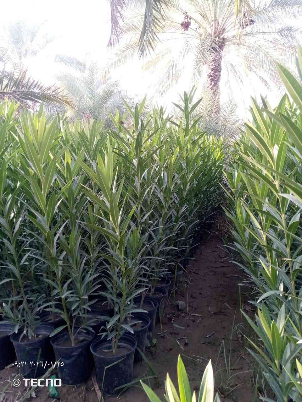 السلام عليكم 
دفله سندان حجم 19 
الفخامه شارع البيارق 
‏‪***********‬‏ متوفر واتساب
