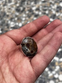 سليماني • داوودي • مصورات