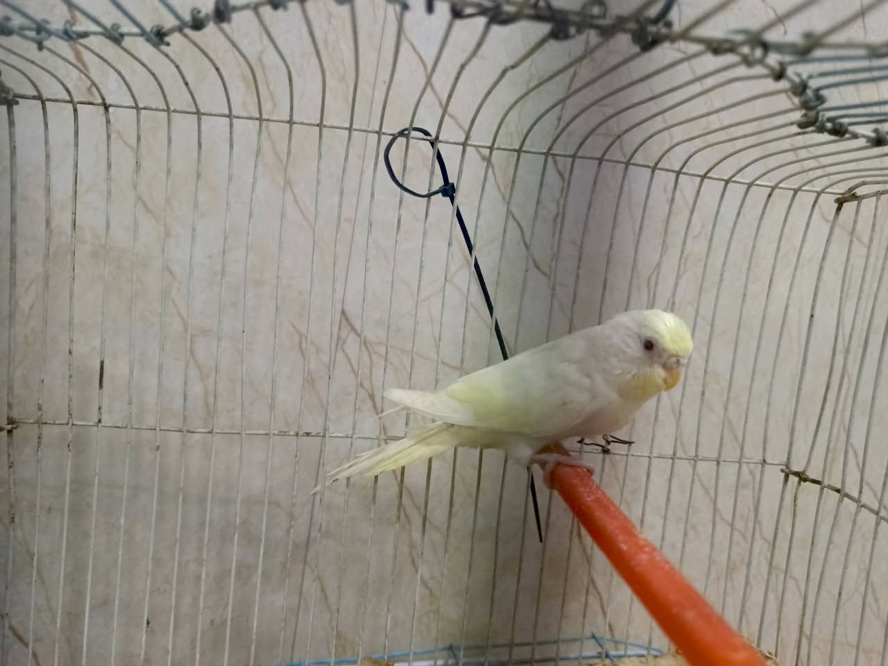 متاح طيره ليموني  سعرها 7 قفل شراي ادخل خاص


**إذا كنت صاحب هذا الإعلان وتريد حذفه لأي سبب، رجاءا أرسل رسالة إلى الدعم الفني**