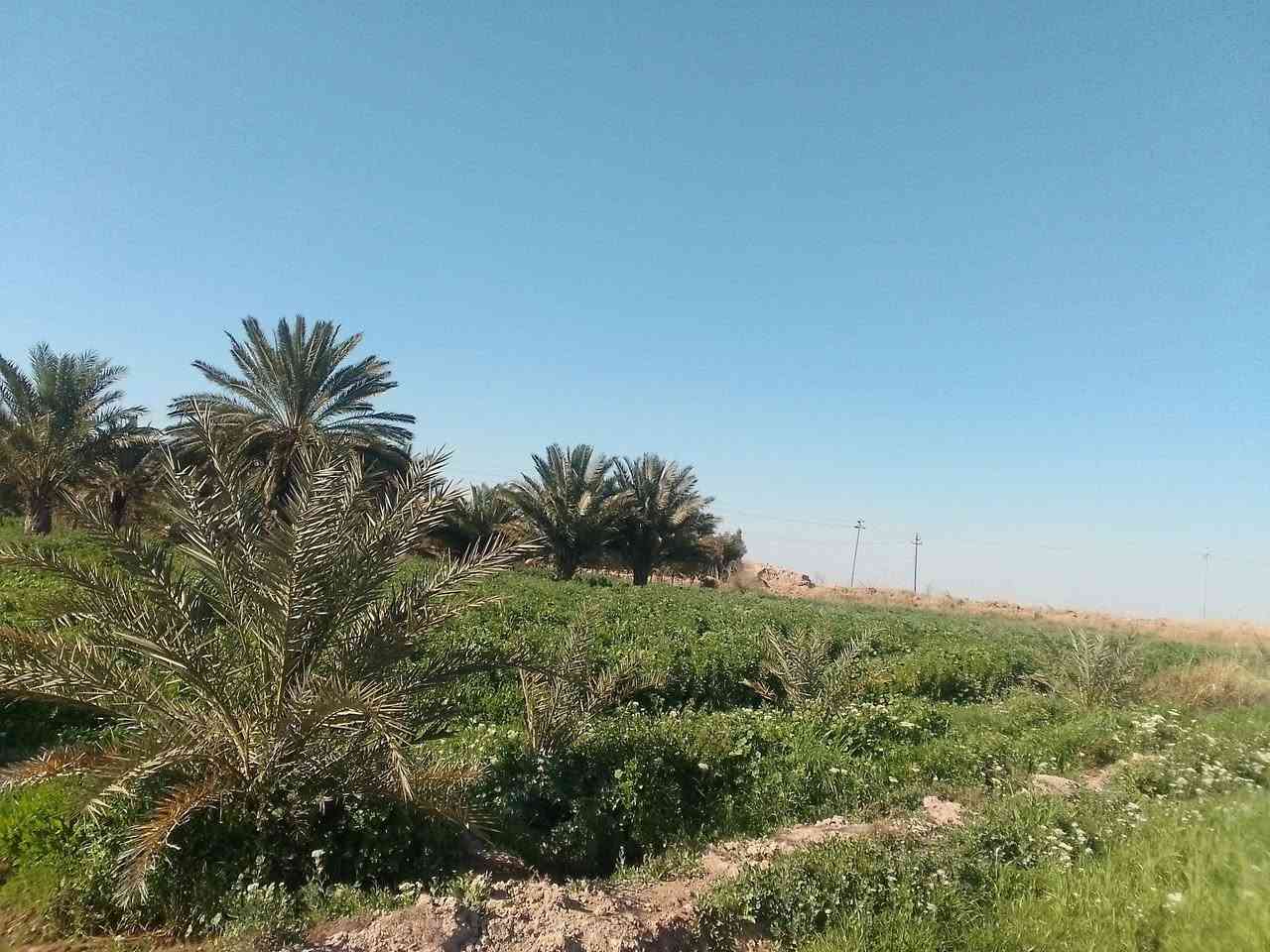 السلام عليكم 12دونم للبيع محافضت واسط النعمانيه يوجد بيه اربع بيوت و رساله مياه يتواجد المياه شتاء صيف شارع سبيس وتوفر بها محوله امكلف بل النشر للستفسار التصال علا الرقام التاليه ///***********///‏‪***********‬‏📞📞
