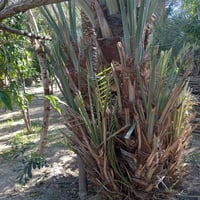 يتوفر فسائل نخيل جمال الدين وتبرزل فسائل خشنه الستفسار ع رقم 077424130...