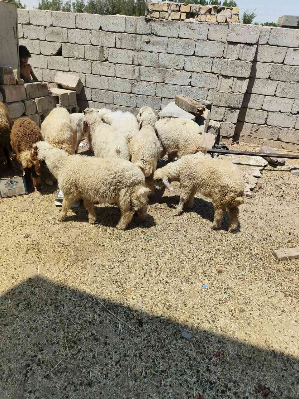 سلام عليكم طليان البيع خمس فحله 5 وخمس 5 نثايه المكان واسط صيطرت الج  ***********
